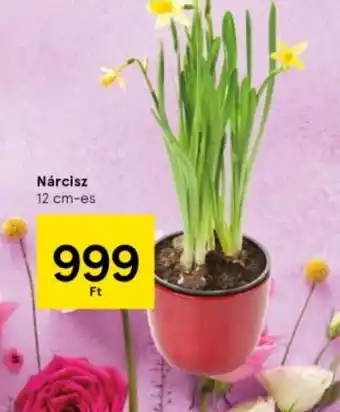 Tesco Nárcisz ajánlat