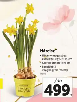 Lidl Nárcisz ajánlat