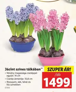 Lidl Jácint színes tálkában ajánlat