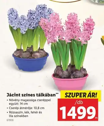 Lidl Jácint színes tálkában ajánlat