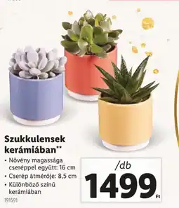 Lidl Szukkulensek kerámiában ajánlat