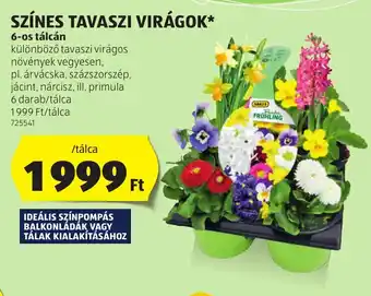 ALDI Színes tavaszi virágok ajánlat