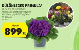 ALDI Különleges primula ajánlat