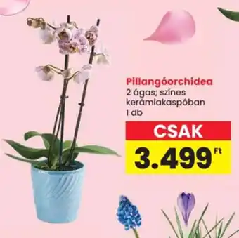 Spar Pillangóorchidea ajánlat