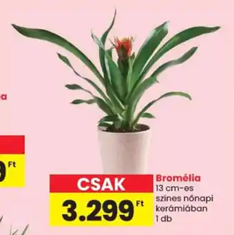 Spar Bromélia ajánlat