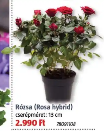 Bauhaus Rózsa (rosa hybrid) ajánlat