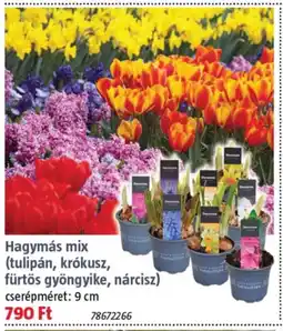 Bauhaus Hagymás mix (tulipán, krókusz, fürtös gyöngyike, nárcisz) ajánlat