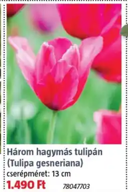 Bauhaus Három hagymás tulipán (tulipa gesneriana) ajánlat