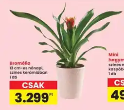 Interspar Bromélia ajánlat