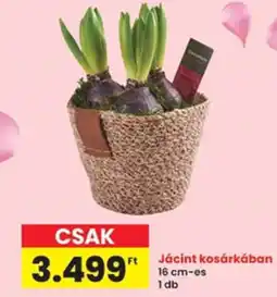 Interspar Jácint kosárkában ajánlat