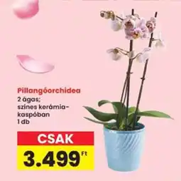 Interspar Pillangóorchidea ajánlat