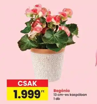 Interspar Begónia ajánlat