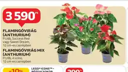 Auchan Flamingóvirág (Anthurium) ajánlat