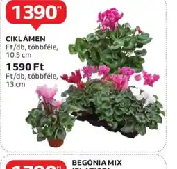 Auchan Cyklamen ajánlat