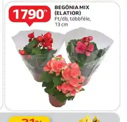 Auchan Begonia Mix (Elatior) ajánlat