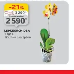 Auchan Lepke Orchidea ajánlat