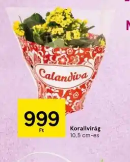 Tesco Calandiva Korallvirág ajánlat