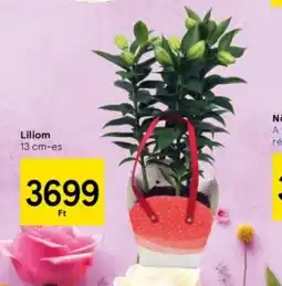 Tesco Liliom 13 cm-es ajánlat