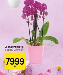 Tesco Lepkeorchidea ajánlat