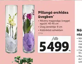 Lidl Pillang orchidea üvegben ajánlat