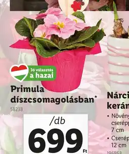 Lidl Primula díszcsomagolásban ajánlat