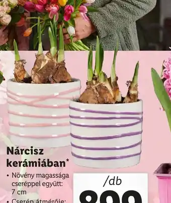 Lidl Nárcisz kerámiában ajánlat