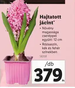 Lidl Hajtatott Jácint ajánlat