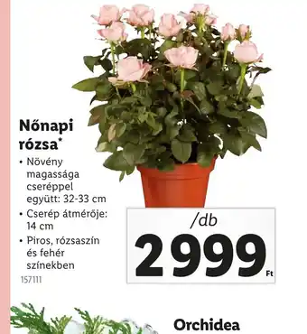 Lidl Nőnapi rzsa ajánlat