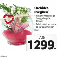 Lidl Orchidea üvegben ajánlat