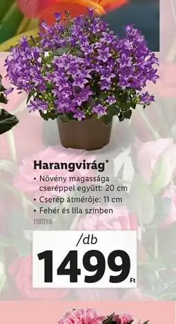 Lidl Harangvirág ajánlat