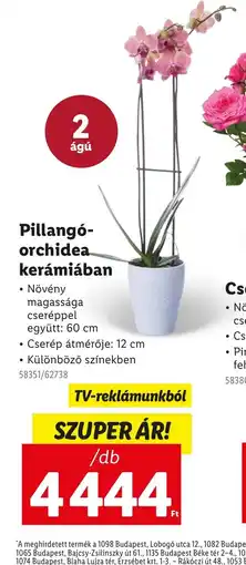 Lidl Pillang-orchidea kerámiában ajánlat