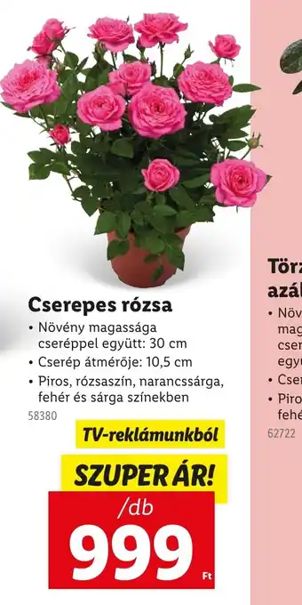 Lidl Cserépes rzsa ajánlat