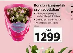 Lidl Krallivirág ajándék csomagolásban ajánlat