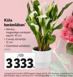 Lidl Kála kerámiában ajánlat