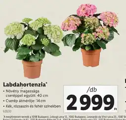 Lidl Labdahortenzia ajánlat