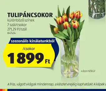 ALDI Tulipáncsokor ajánlat