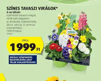 ALDI Színes Tavaszi Virágok ajánlat