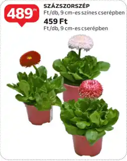 Auchan Százszorszép ajánlat