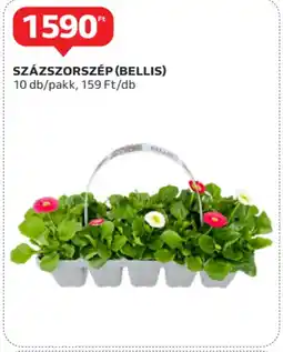 Százszorszép (bellis)