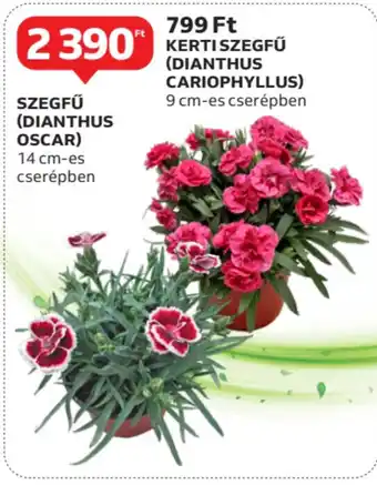 Auchan Szegfű (dianthus oscar), kerti szegfű (dianthus cariophyllus) ajánlat