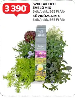 Auchan Sziklakerti evelo mix, kövirózsa mix ajánlat