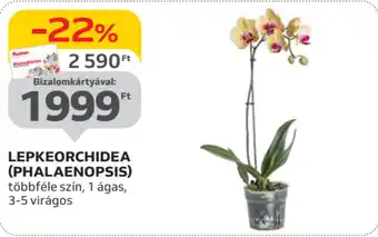 Auchan Lepkeorchidea (phalaenopsis) ajánlat