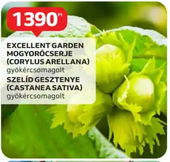 Auchan Excellent garden mogyorócserje (corylus arellana) stb. ajánlat