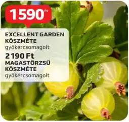 Auchan Excellent garden köszméte, magastörzsű köszméte ajánlat