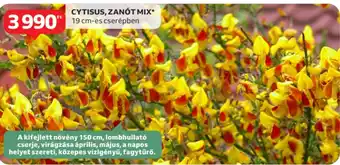 Auchan Cytisus, zanót mix ajánlat