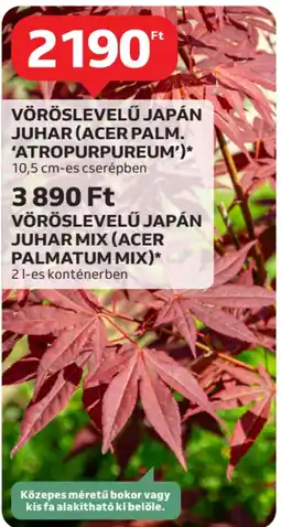 Auchan Vöröslevelű japán juhar (acer palm. 'atropurpureum') stb. ajánlat