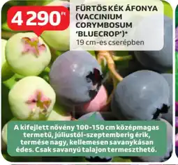 Auchan Fürtös kék áfonya (vaccinium corymbosum 'bluecrop') ajánlat