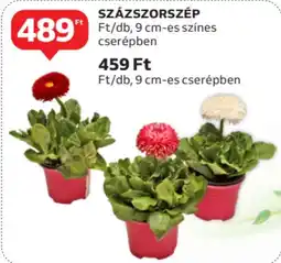 Auchan Százszorszép ajánlat