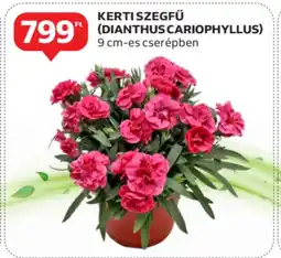 Auchan Kerti szegfű (dianthus cariophyllus) ajánlat