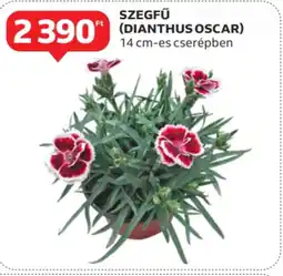 Auchan Szegfű (dianthus oscar) ajánlat